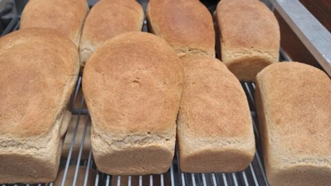 Beginner's Fresh Milled Bread Dough
