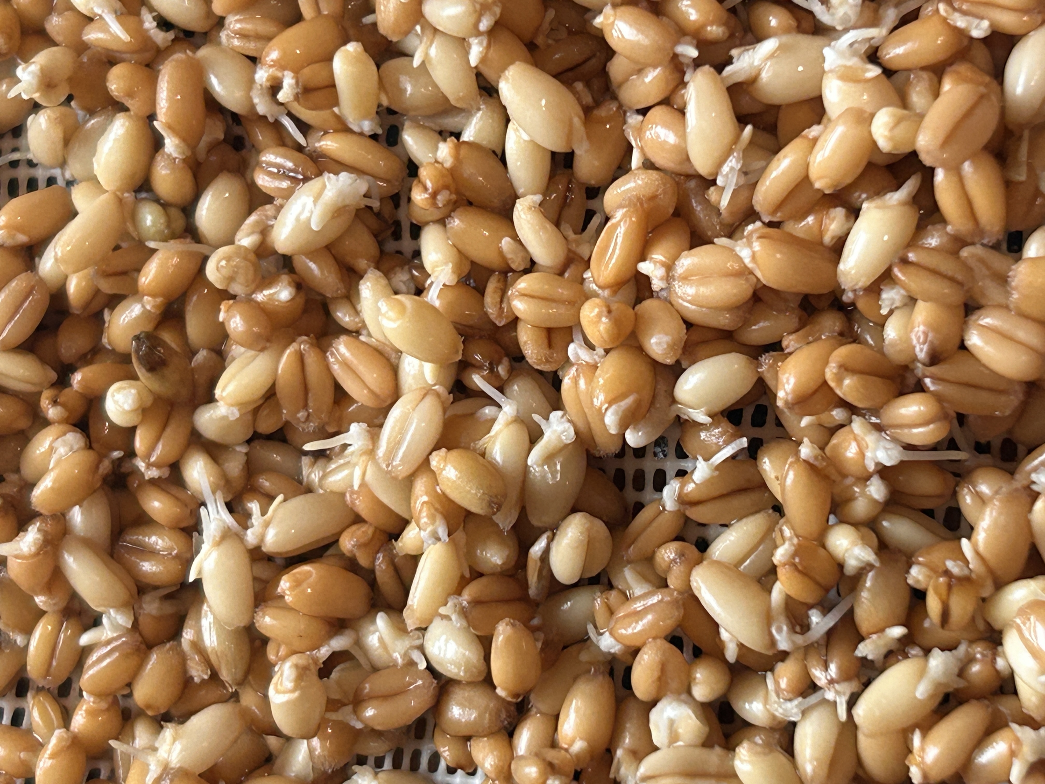 How to Sprout Grains for Bread: 100% Sprouted Wheat Bread