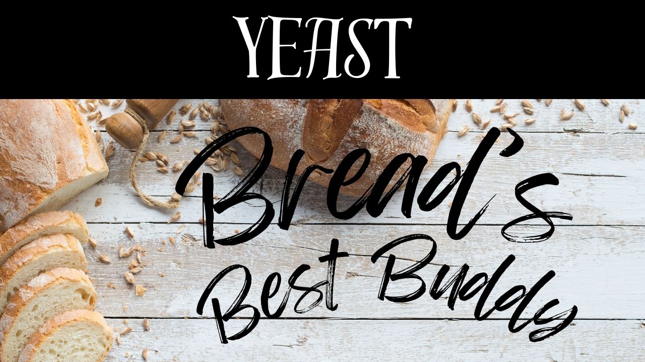 Types of Yeast: A Baker's Guide to Bread-Raising Power