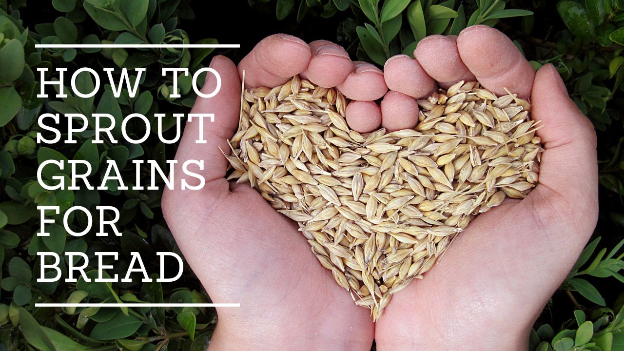 How to Sprout Grains for bread: a complete guide