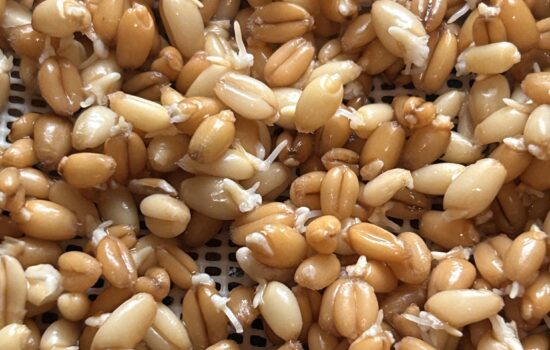 How to Sprout Grains for Bread: 100% Sprouted Wheat Bread