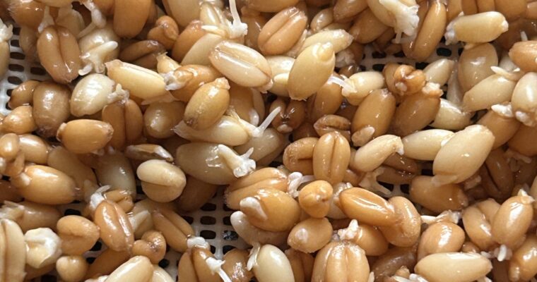 How to Sprout Grains for Bread: 100% Sprouted Wheat Bread