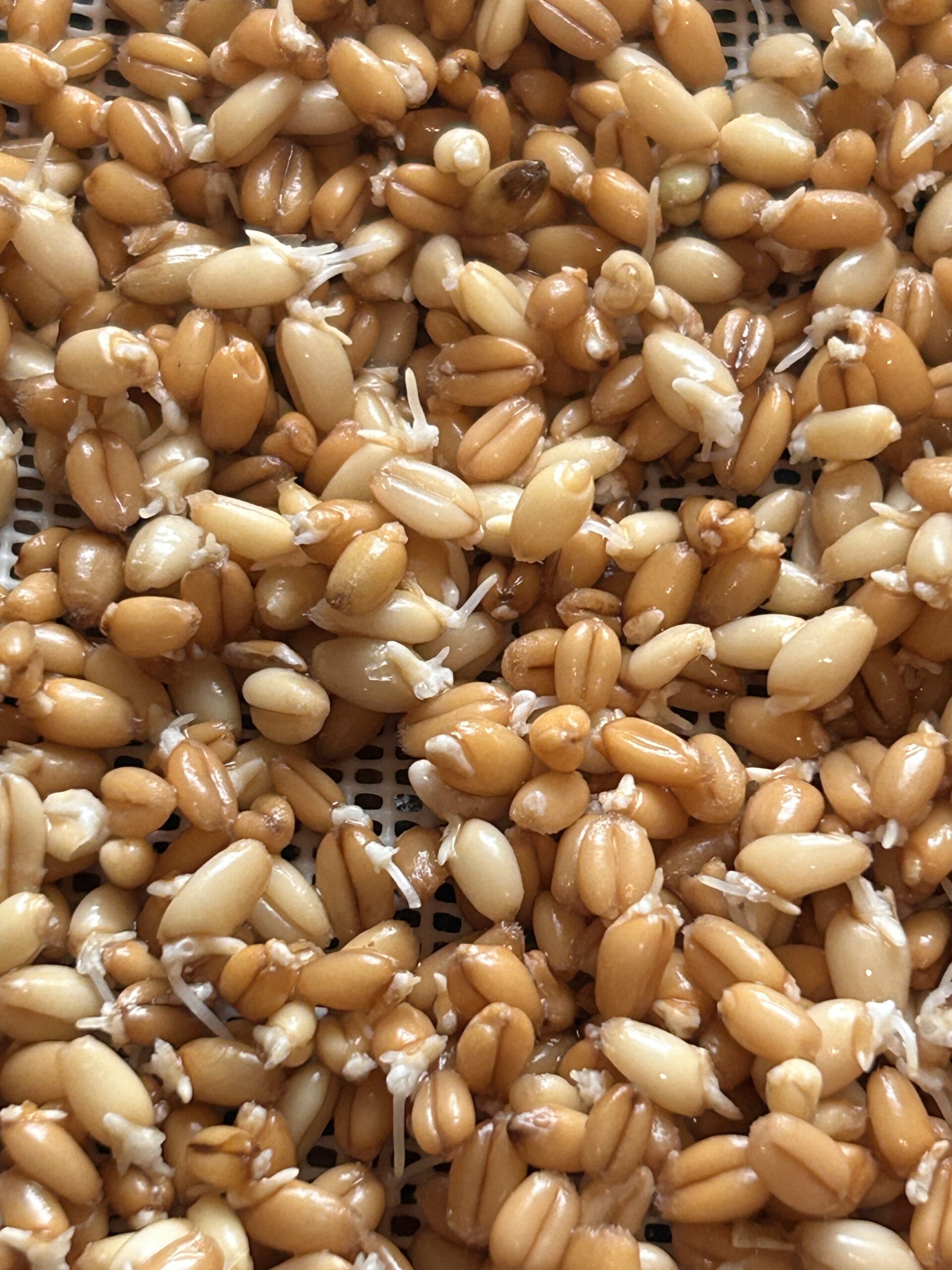 How to Sprout Grains for Bread: 100% Sprouted Wheat Bread