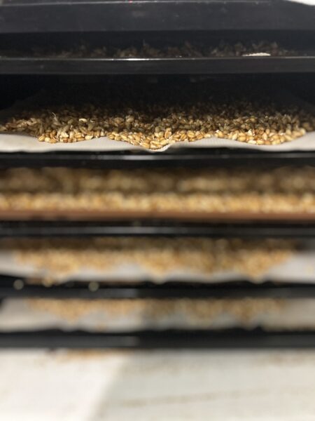 Grains that were sprouted are drying on racks in the Excalibur Dehydrator